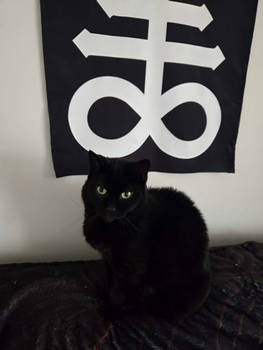 One of my Black Cats Her name is Copine