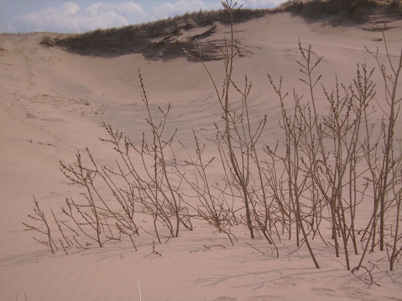 Willow in Sand