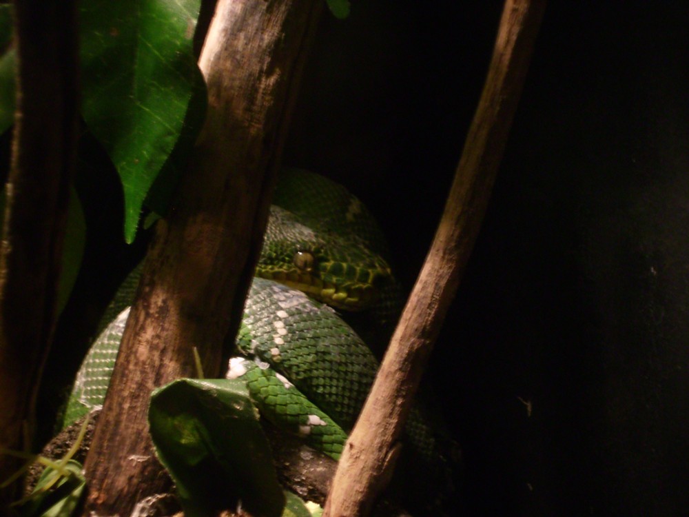 Green Snake