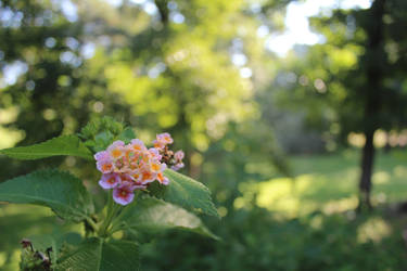 Lantana