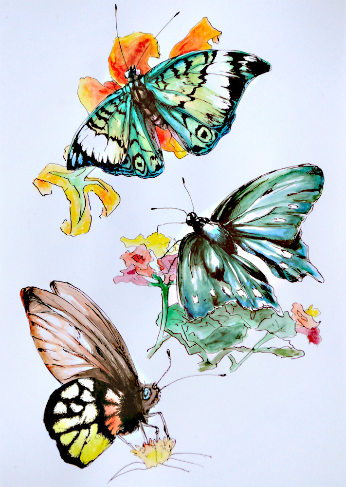 butterflies