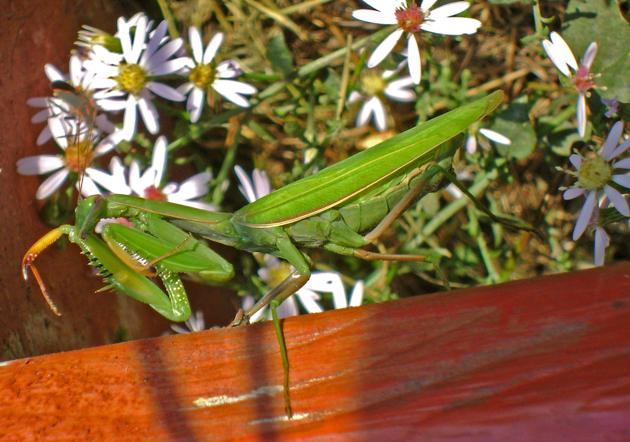 Pretty Mantis