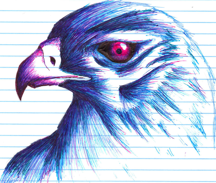Office Sketch Hawk