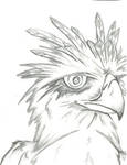 Hawk by PDInk