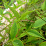 Greenery