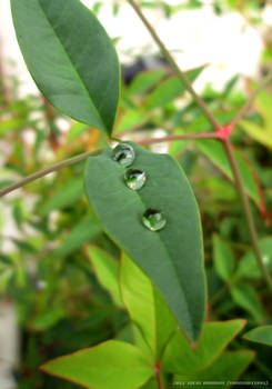 Water beads