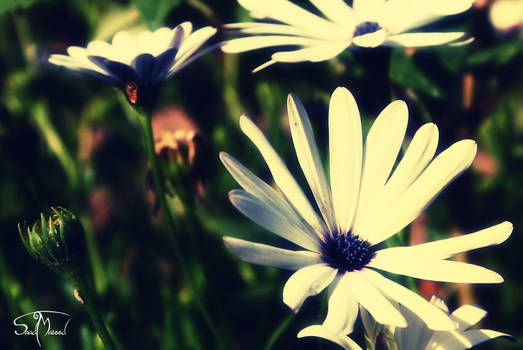 White Flower