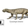 Lycaenops ornatus