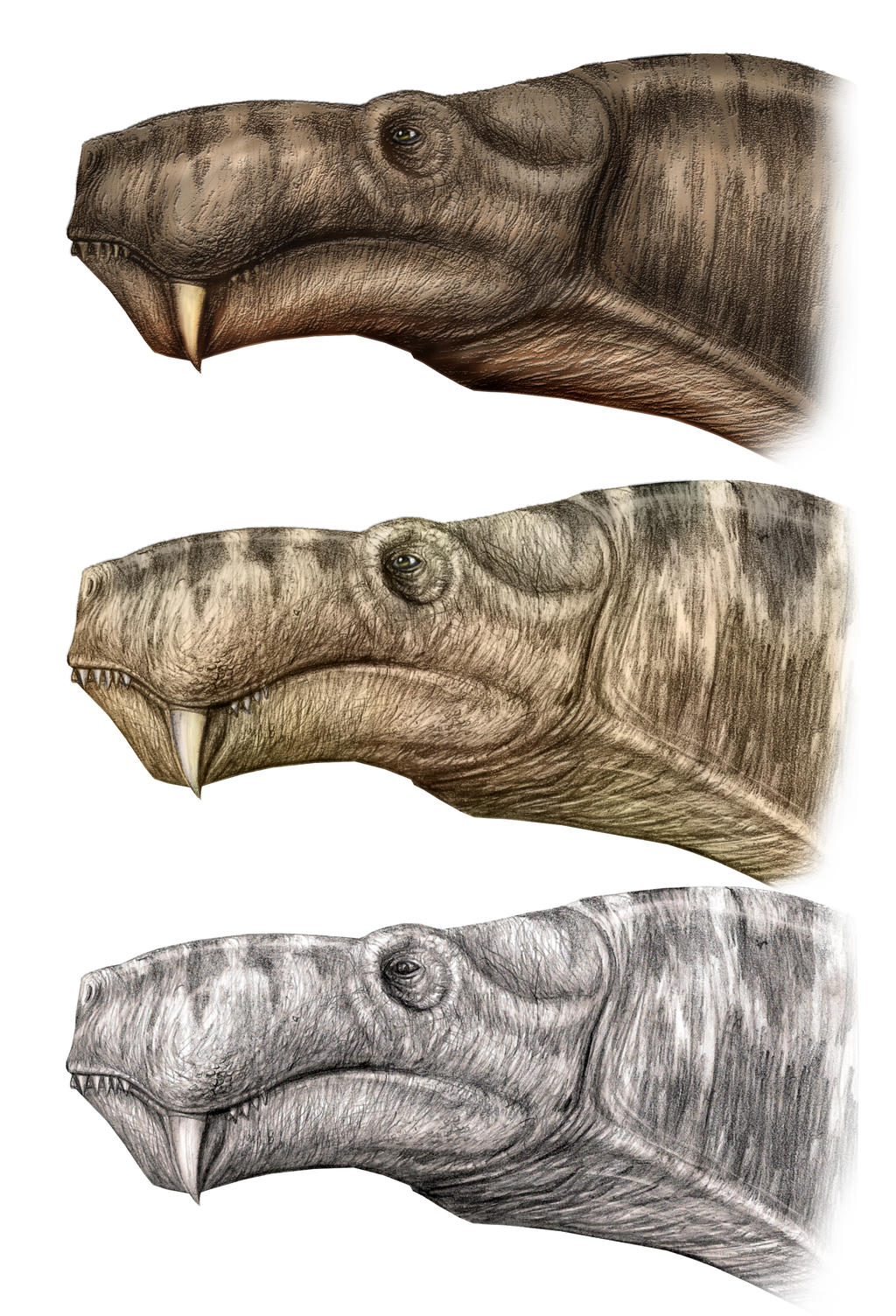 2 Aelurognathus tigriceps head