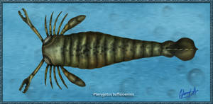 Pterygotus buffaloenisis