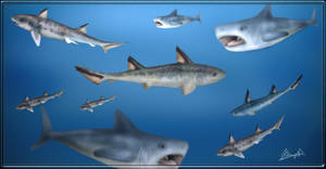 Permian chondrichthya from Mexico Puebla