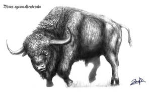 Bison aguascalientensis