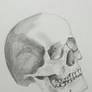 Skull study 1