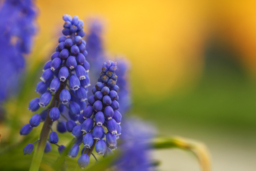 Grape Hyacinth at Sunset