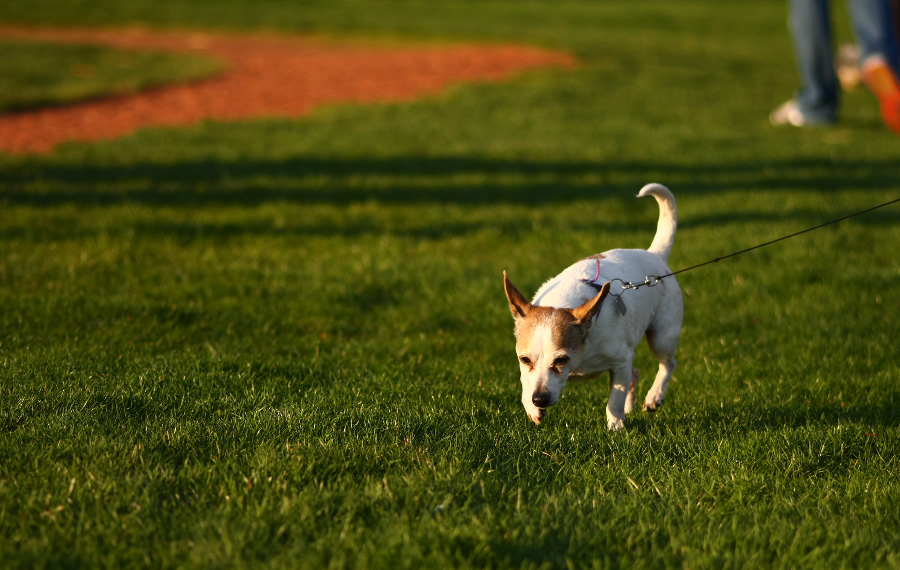 Starfox Walking