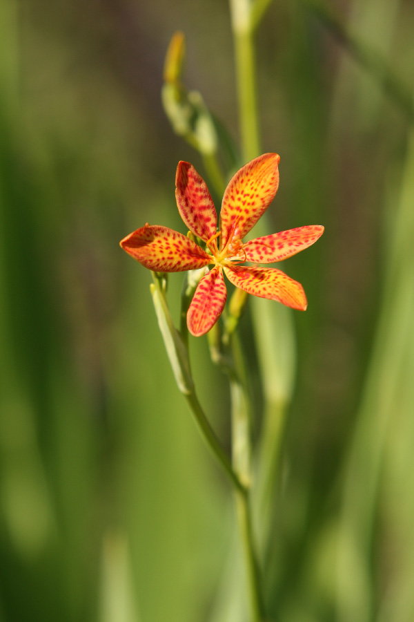 Orange Mystery Flower