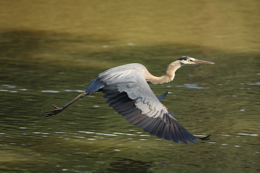 Heron in Flight