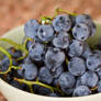 Concord Grapes