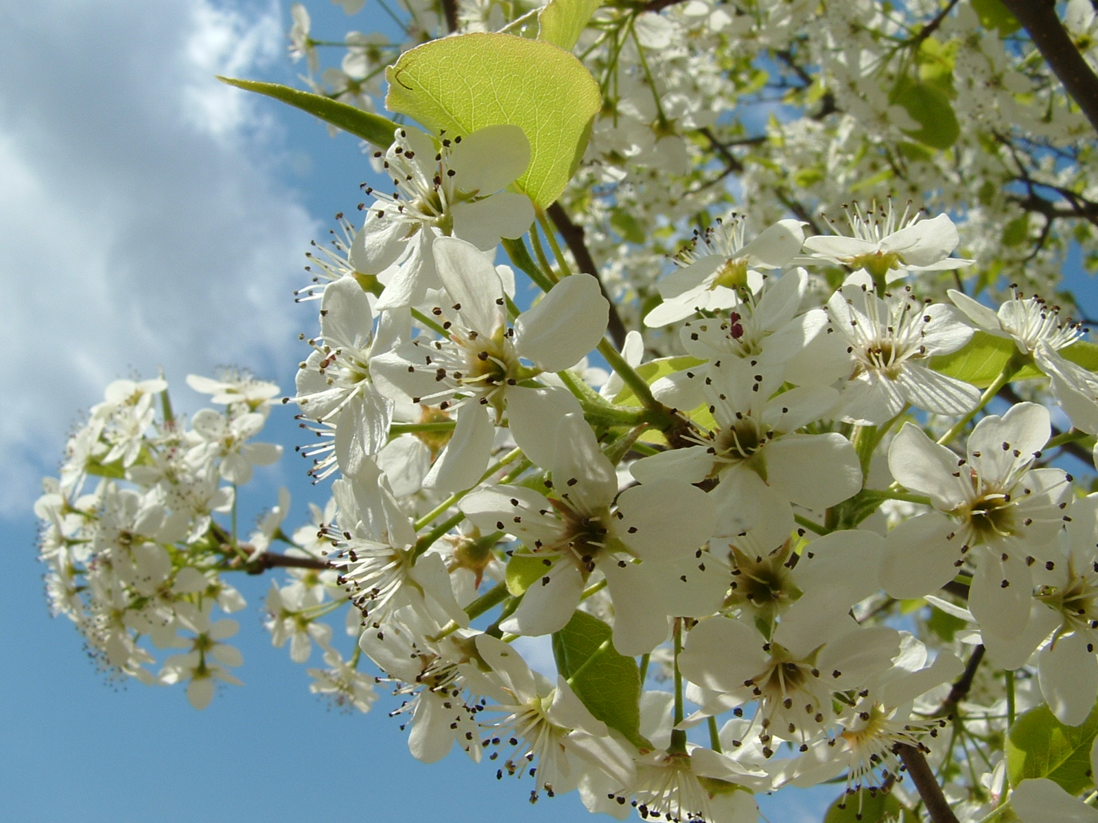 Apple Blossoms