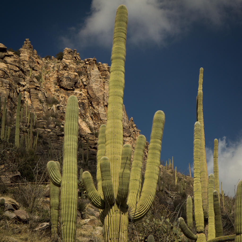 Saguaro - I