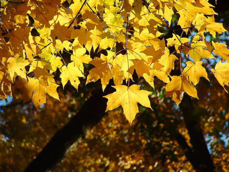 Dangling Leaf