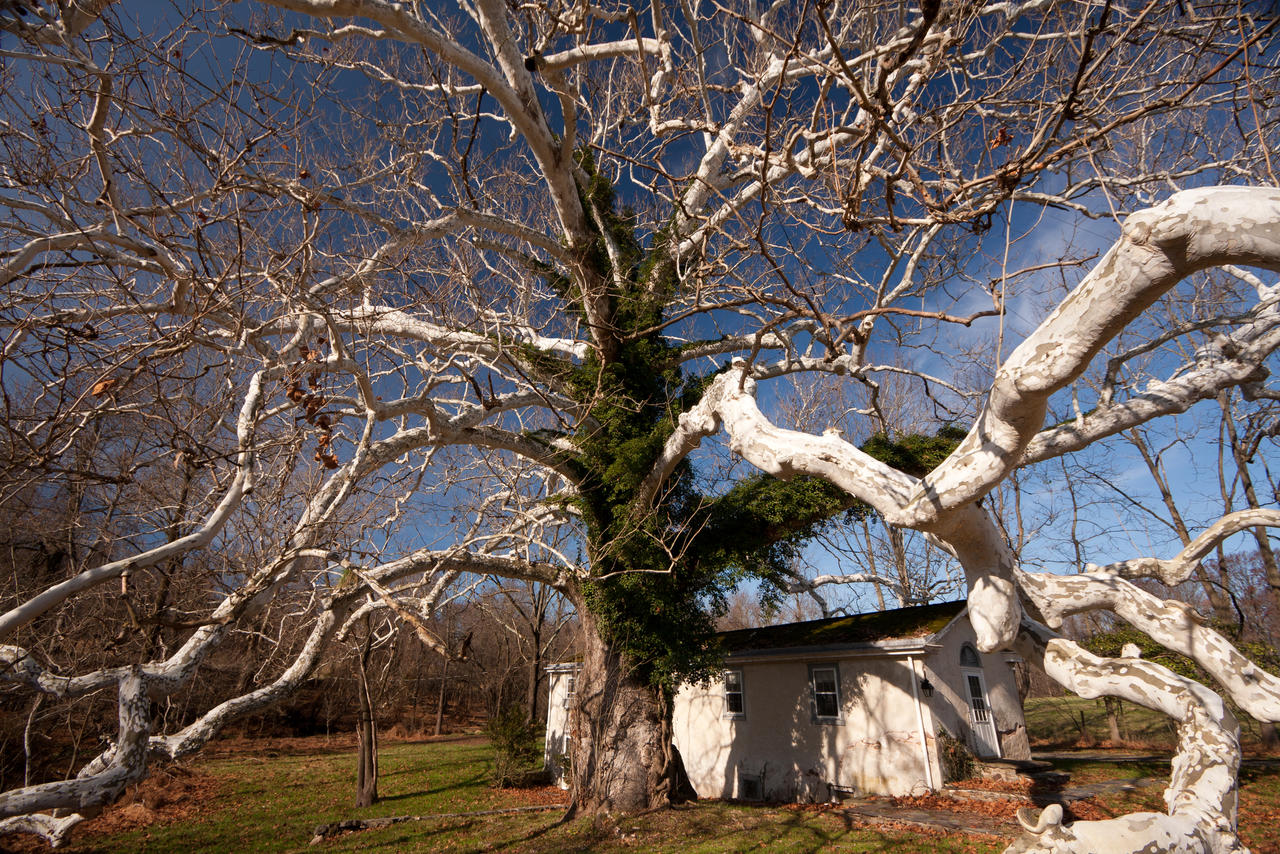 Witness Tree