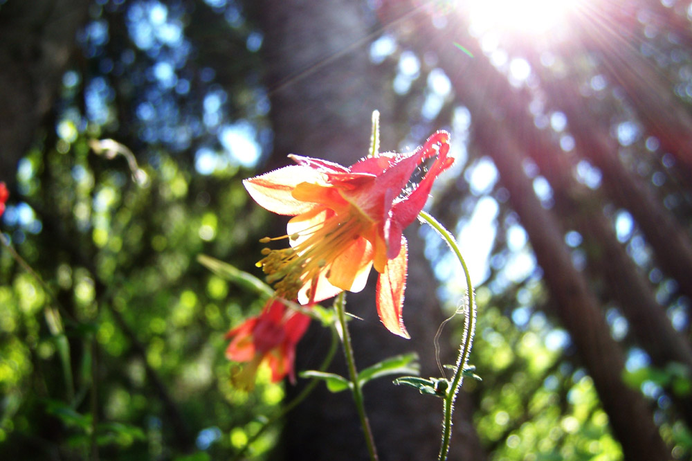 Wild Columbine