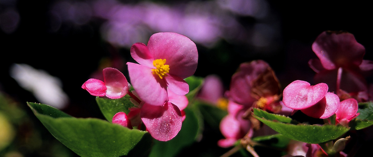 Velvia - Pink Begonias