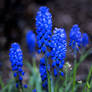 Velvia - Grape Hyacinth