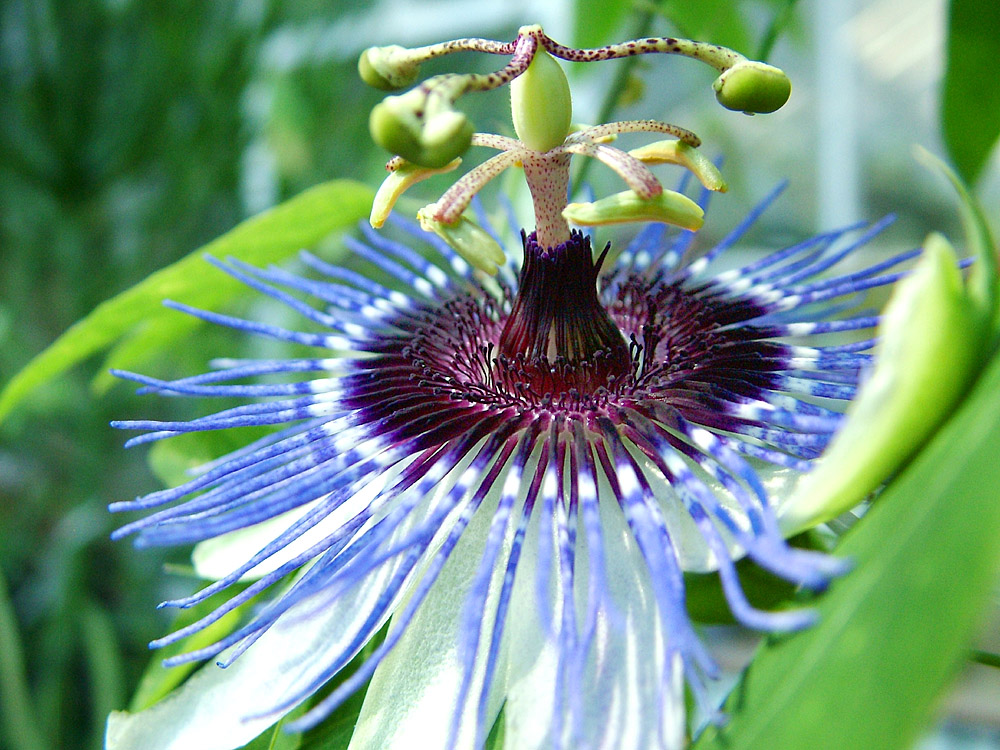 Passion Flower