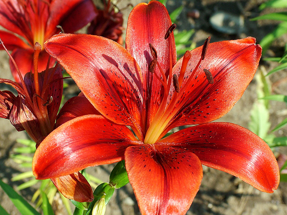 Sanguine Lily