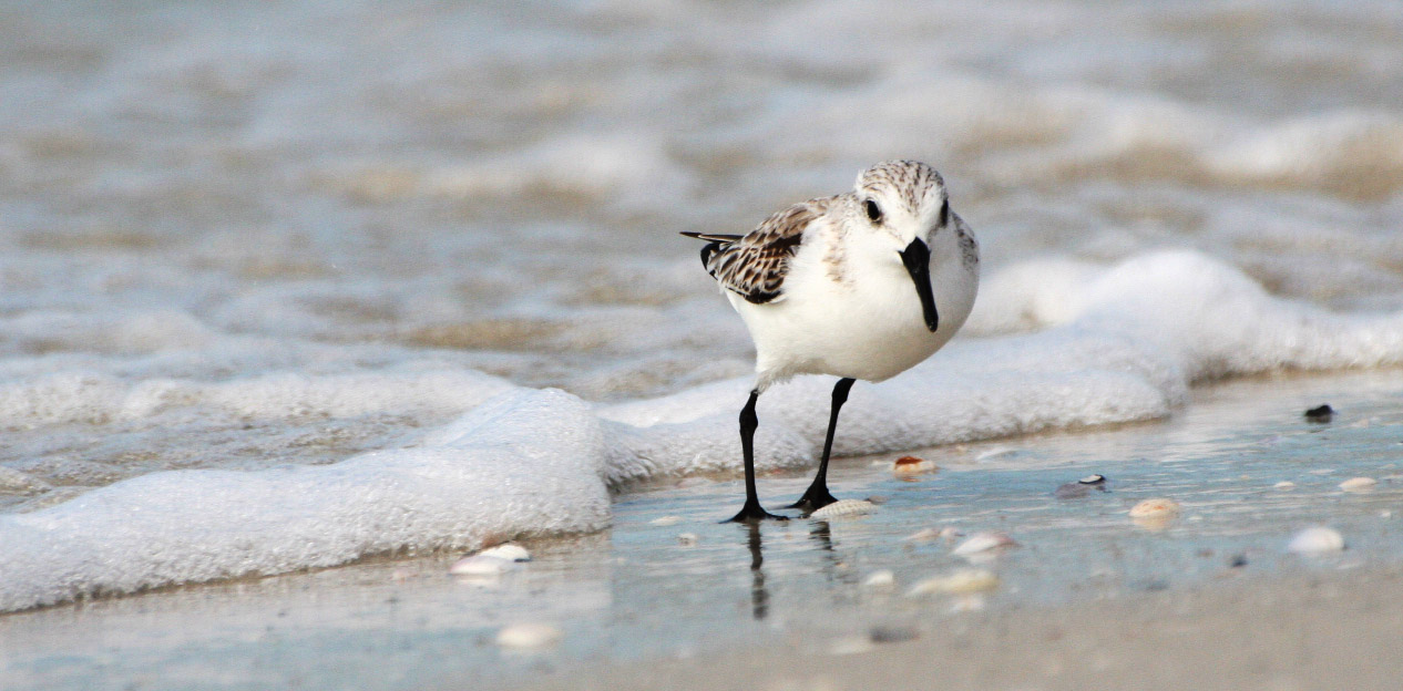 Retreating Sandpiper