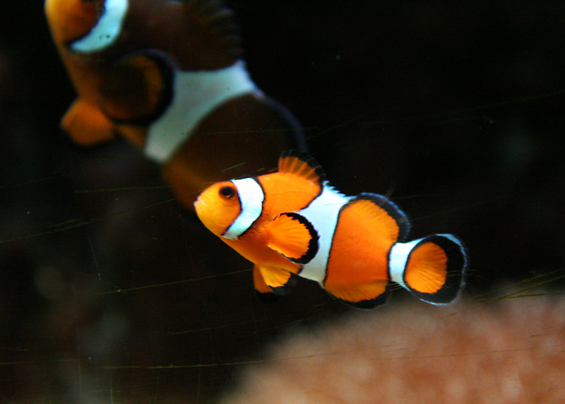 Clownfish