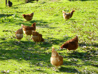 A flock of hens