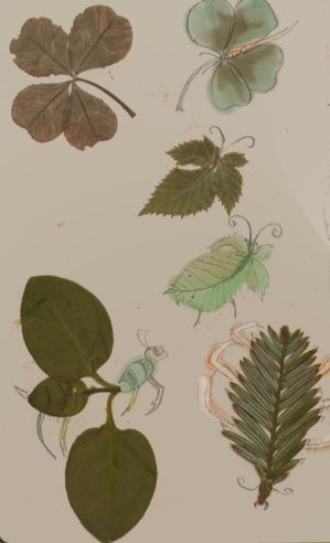 found insects