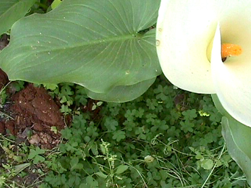 Arum lily