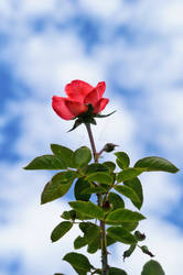 A rose in the sky