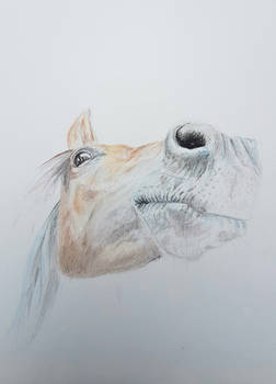 Watercolour Horse