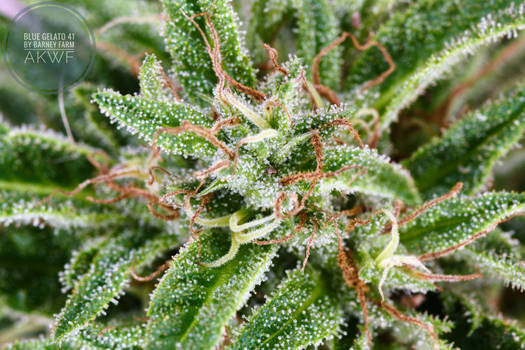 Blue Gelato 41 up close and personal