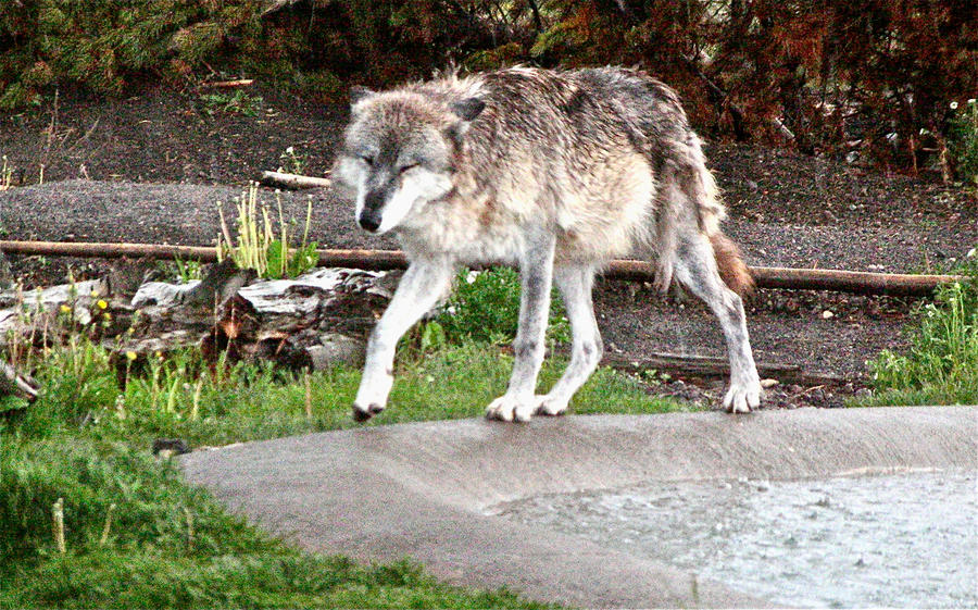 Wolf in the Rain
