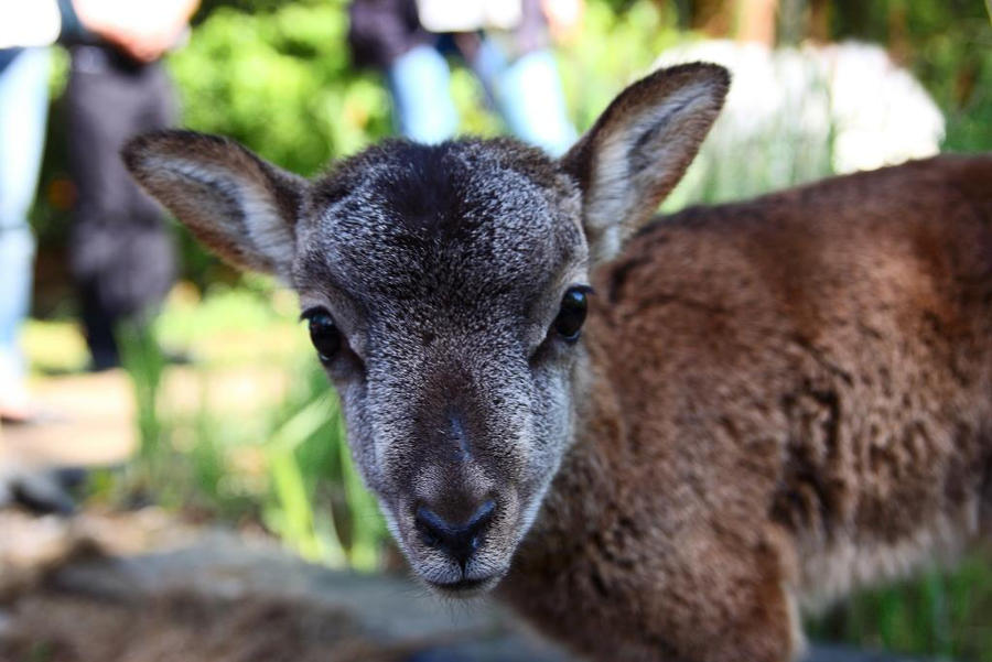 Baby goat