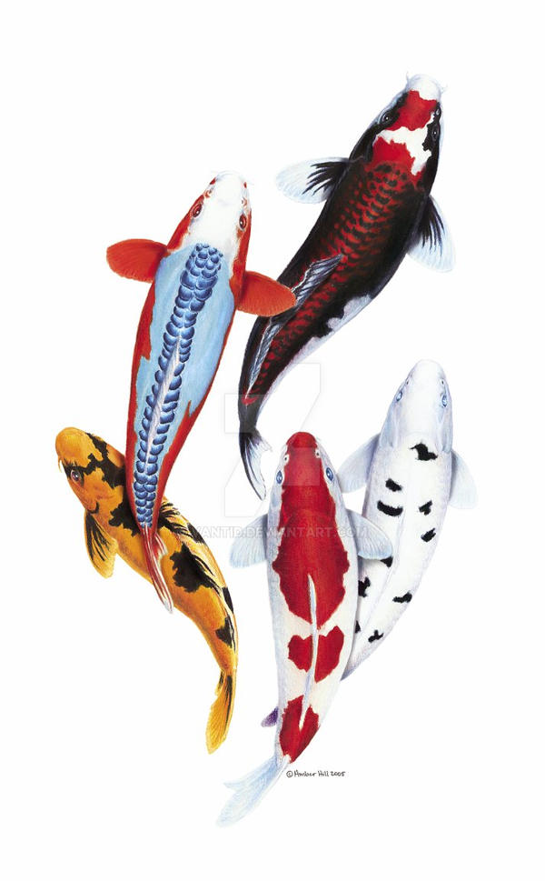 Koi Spray