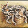 Coyote Resurrection