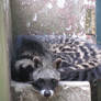 Civet cat