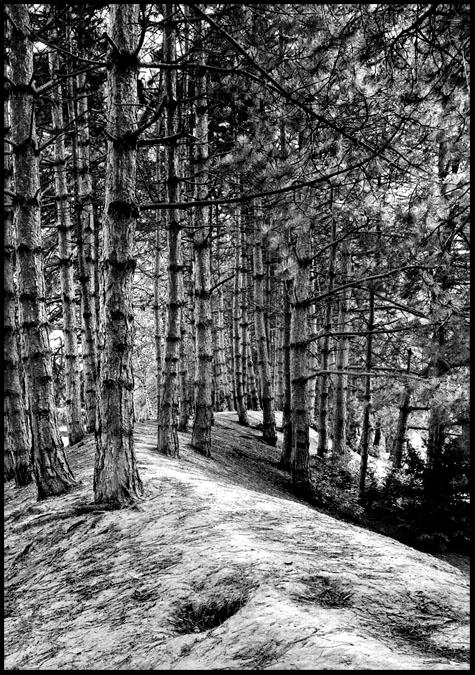 Sous Bois 2 by AlainZ on DeviantArt
