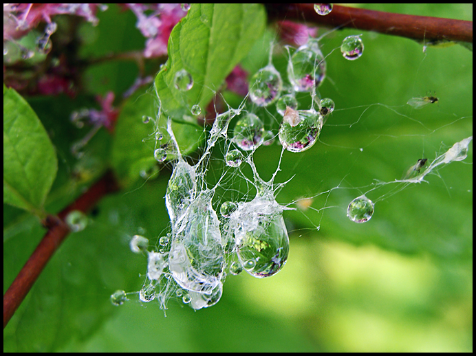 a spider's home