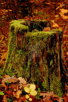 Autumn tree log