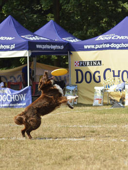 Dog Chow Disc Cup - Sopot