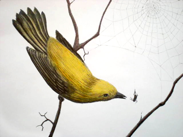 Yellow Warbler