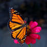 Monarch